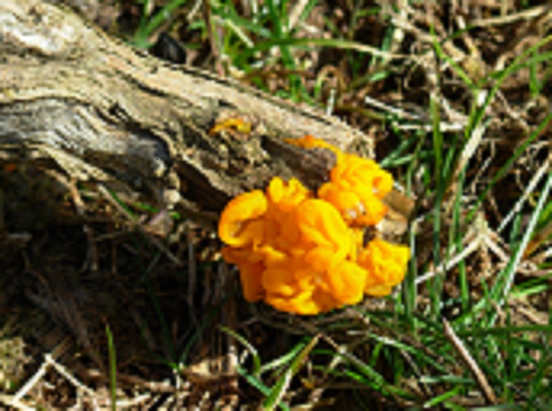 Yellow Brain Fungus