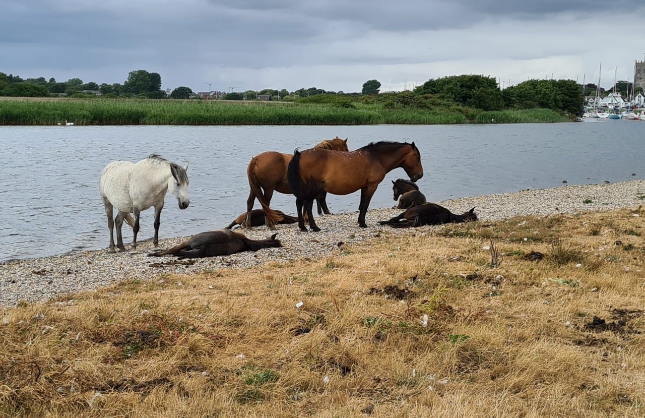 2022 Foals and Mares
