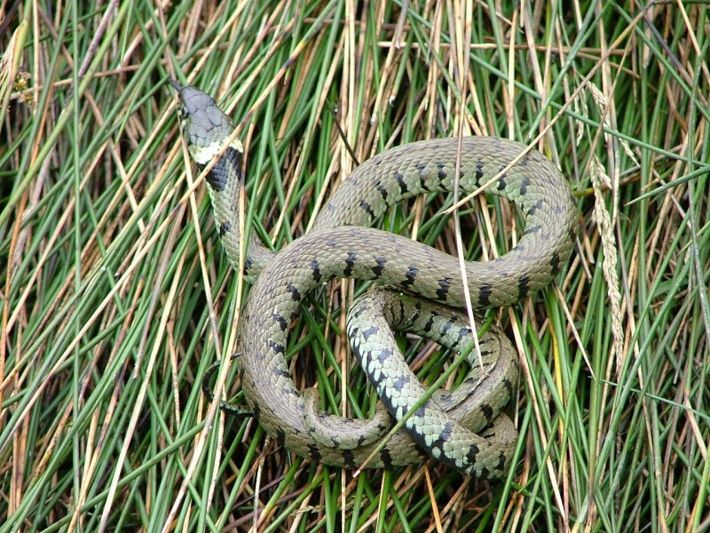 Grass Snake